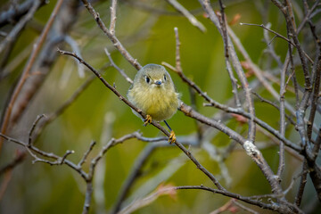 Ruby-crowned Kinglet (Regulus calendula) small imature or female