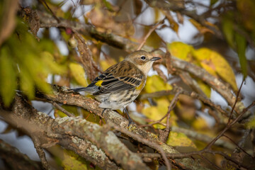 Yellow-rumped warbler - Setophaga coronata - Close-up