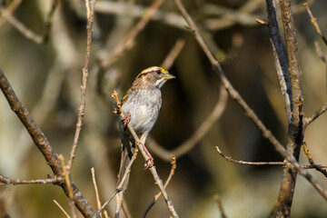 Yellow-rumped warbler - Setophaga coronata - Close-up