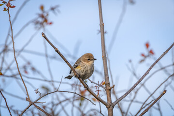 Yellow-rumped warbler - Setophaga coronata - Close-up