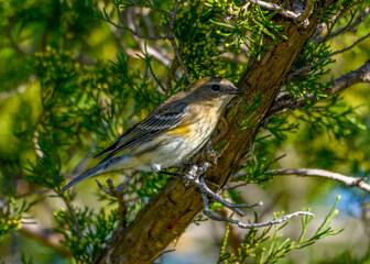 Yellow-rumped warbler - Setophaga coronata - Close-up