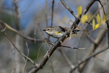 Yellow-rumped warbler - Setophaga coronata - Close-up