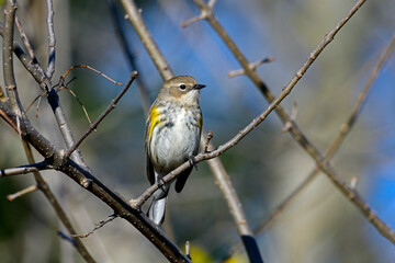 Yellow-rumped warbler - Setophaga coronata - Close-up
