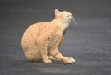 The Yoga Dancer, it's funny how the stray cat baths in a residential neighborhood