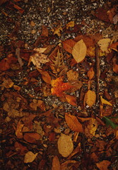 Fall leaves in the forest during the autumn season in Ontario, Canada.
