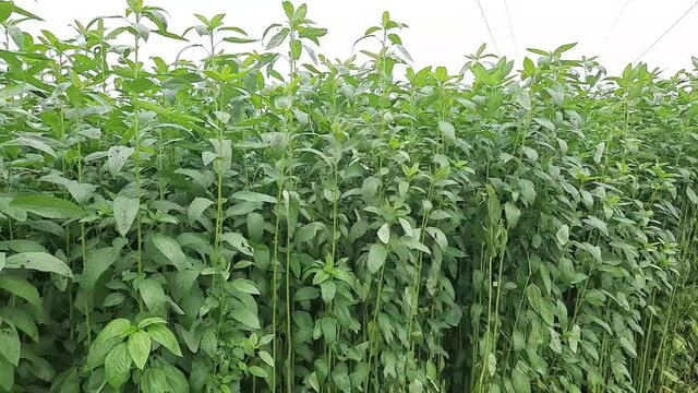 Jute plant with white background, Corchorus plant.