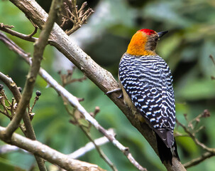 Woodpecker Hofmann