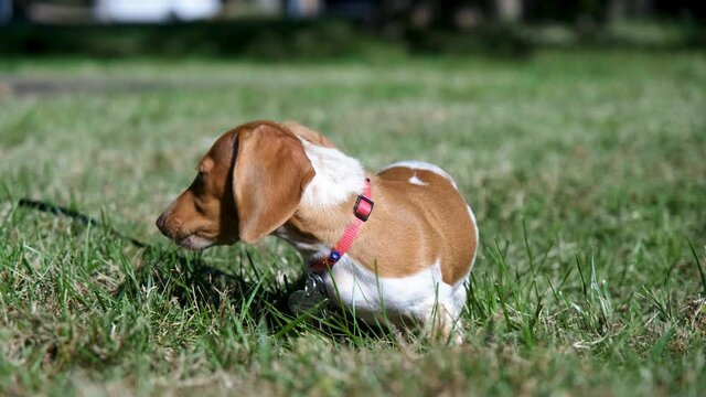 Dachshund girl puppy playing in the park close up. Eating Grass