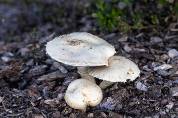 mushrooms in the forest