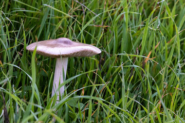 mushroom in the grass