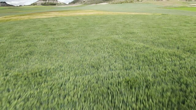 Cereal fields in a windy day. Green Countryside in Valladolid, Spain. 4K Drone Close Up Aerial Footage