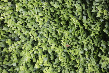 hojas verdes textura naturaleza