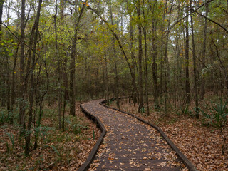 Obraz premium Wooden Boardwalk in Deciduous Forest in Autumn