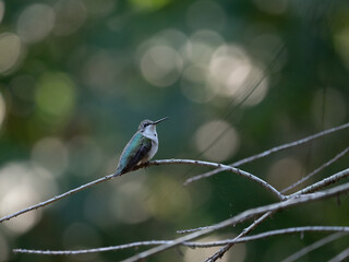 Older Female Ruby-throated Hummingbird Perched on a Twig