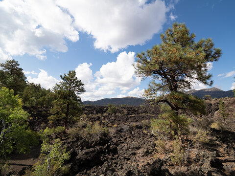Lava Field with Ponderosa Pine and Aspen Trees in Sunset Crater Volcano National Monument, Arizona
