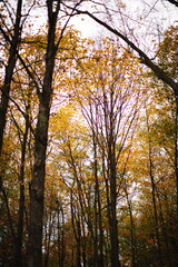 Fall leaves in the forest during the autumn season in Ontario, Canada.