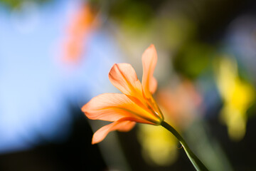 Orange lily with a colored background. II