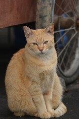 The Cat of the Guardian, cute wild cat that roams waiting for prey, hungry, thirsty, naughty and cute 