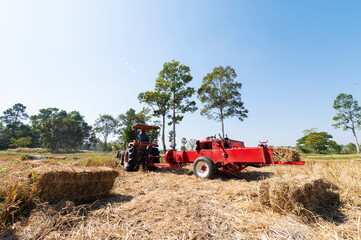 A tractor uses a baler to collect hay in the field and make straw into round bales. Agriculture work. Straw bales. Straw bales. Hay collecting in summer fields in Thailand.