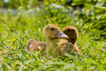 Cute little ducklings walking on green grass.
