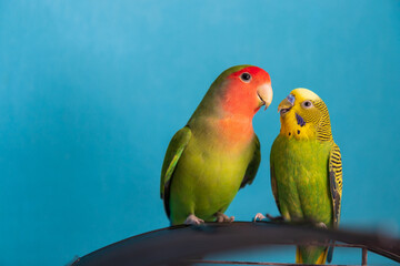 A close up of two green parrots - budgie and rosy-faced lovebird. Friendship between a parrots of different species