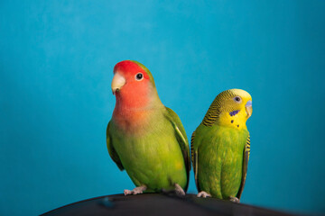 Fototapeta na wymiar A close up of two green parrots - rosy-faced lovebird and budgie sitting on the cage