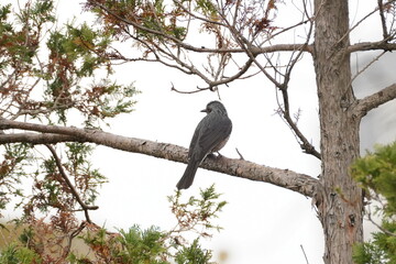 bulbul on the branch