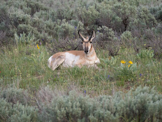 Male American Pronghorn Antelope in Field with Wildflowers and Sagebrush in Grand Teton National Park