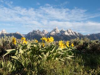 Yellow Daisy with the Teton Mountains in Grand Teton National Park in the Background
