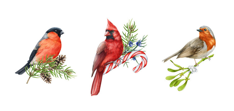 Bright birds with winter festive decoration set. Watercolor illustration. Hand drawn bullfinch, robin, red cardinal birds with pine branch, mistletoe, sugar Christmas candy decor collection