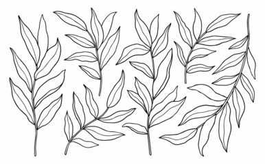 Set of abstract twigs with leaves isolated on a white background. Vector hand-drawn illustration in outline style. Perfect for cards, logo, decorations, invitations, cosmetic designs. - obrazy, fototapety, plakaty