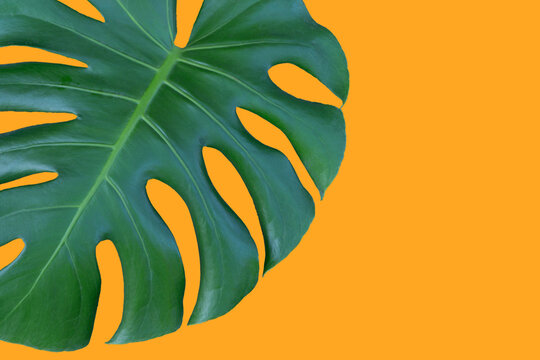 monstera leaf isolated with orange background