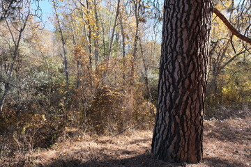 Kamloops Parks