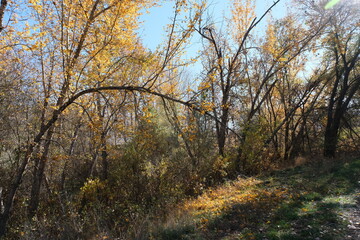 Fototapeta premium Kamloops Parks