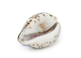 Cypraea tigris isolated on white background