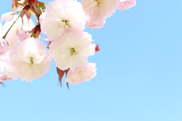 青空と八重桜 2