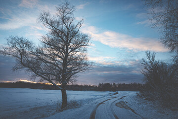 big leafless tree near snow covered country road in Latvian countryside, beautiful moody sky. Some dirty puddles on road. Blue hour of evening sunset