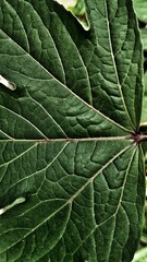 Papercut contour background with pink and orange colors, best for you walpaper and backdrop