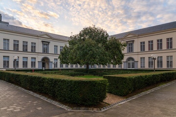 Beautiful tree in a courtyard