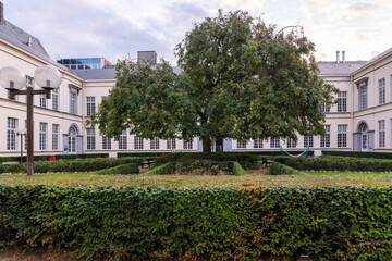 Beautiful tree in a courtyard