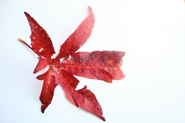 red autumn leaves