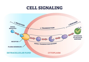 Cell or bio signaling with signal molecule pathway stages outline diagram. Labeled educational reception, transduction and response steps from receptor to response activation vector illustration. - obrazy, fototapety, plakaty