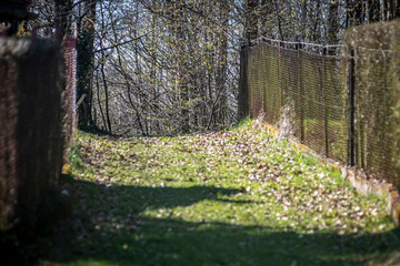 Green pathway between fences. Fresh grass in spring, withered leaves, bright sunlight. Urban area in Poland. Selective focus on the branches in the distance, blurred background.
