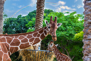 Selective focus of funny Giraffe. Portrait of giraffa camelopardalis is an african mammal. The...