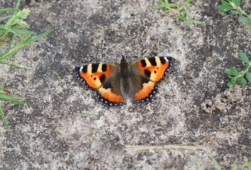 Kleiner Fuchs - Small tortoiseshell