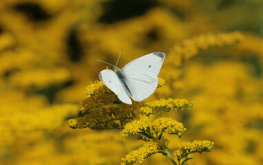Kleiner Kohlweißling - Small white