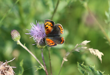 Kleiner Feuerfalter - 
