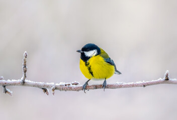Bird tit sitting on an icy branch on a blurry background close-up