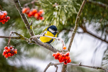 The bird tit sits on an icy branch of a red mountain ash against the background of a snow-covered pine
