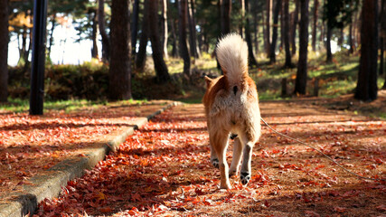 秋の遊歩道を散歩する柴犬